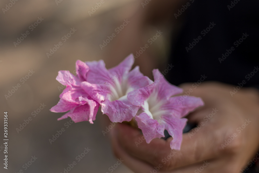 Hands of men holding flowers Pink Pantip Blurred background image 