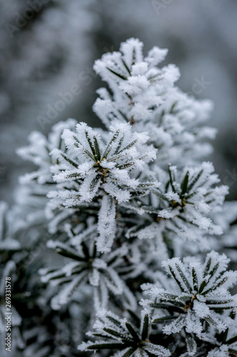 Frost covered juniper branch on winter day