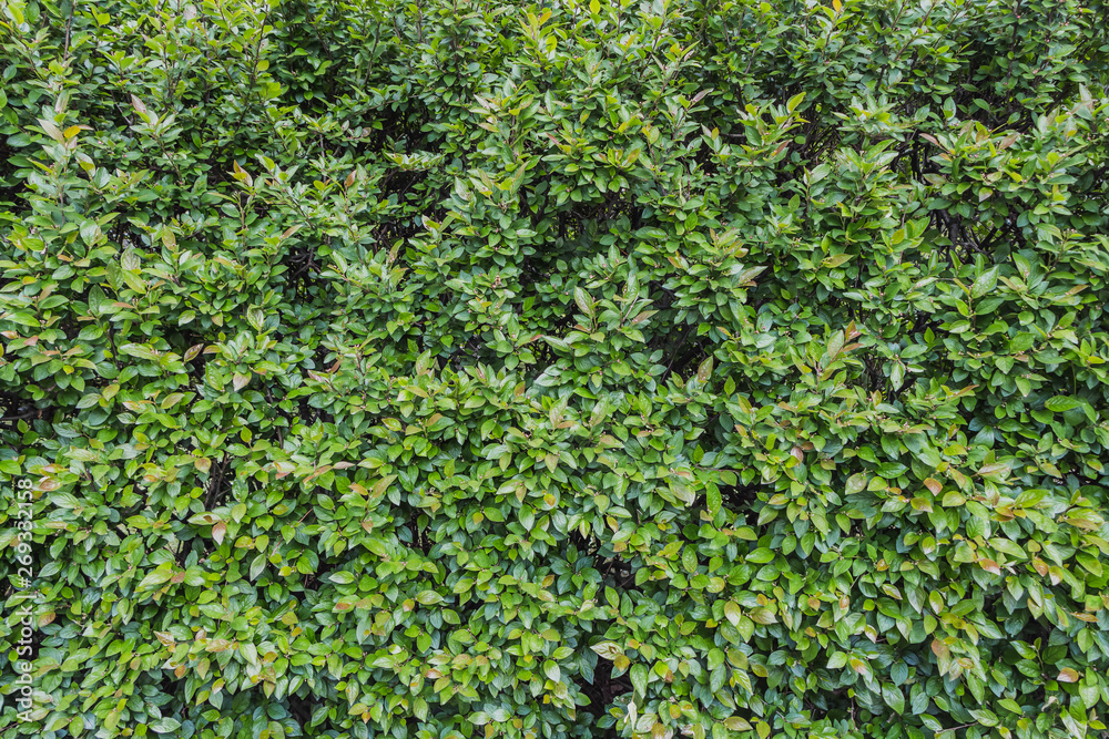 A cotoneaster bush for hedges with green young fresh leaves and buds in a park in summer