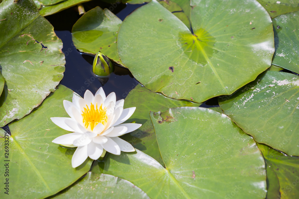 Chiba, Japan, 05/05/2019 , Chiba minato park, lotus flowers on the pond. Chiba, Japan, 05/05/2019 , Chiba minato park, lotus flowers on the pond.