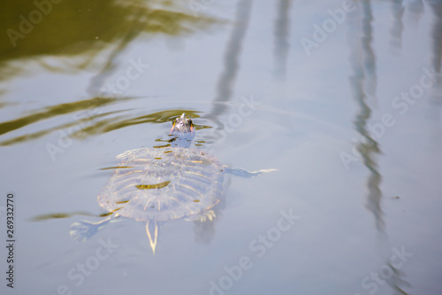 Chiba, Japan, 05/05/2019 , Chiba minato park, turtle swimming in the pond