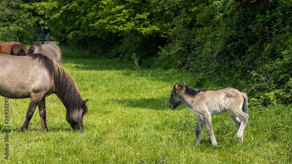 Obraz premium Mama ich komme