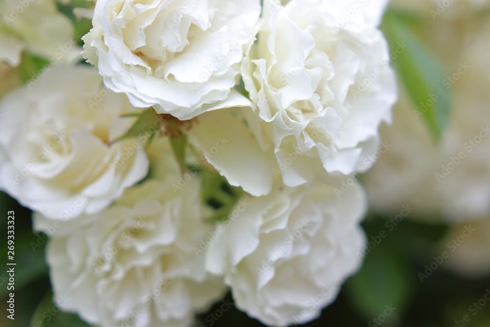 たくさんの白い薔薇の花 たくさんの白い薔薇の花