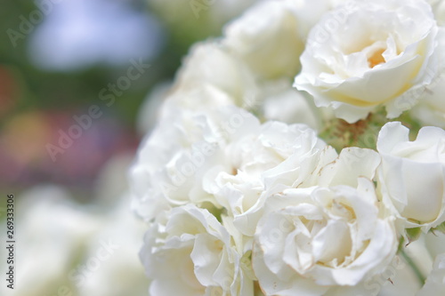 たくさんの白い薔薇の花