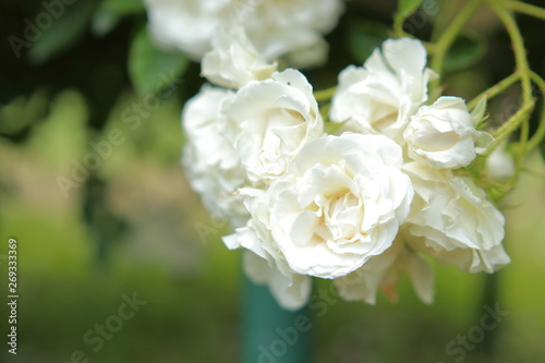 たくさんの白い薔薇の花 