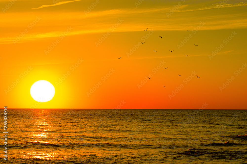 beautiful sunset on the sea. silhouettes of birds at sunset.