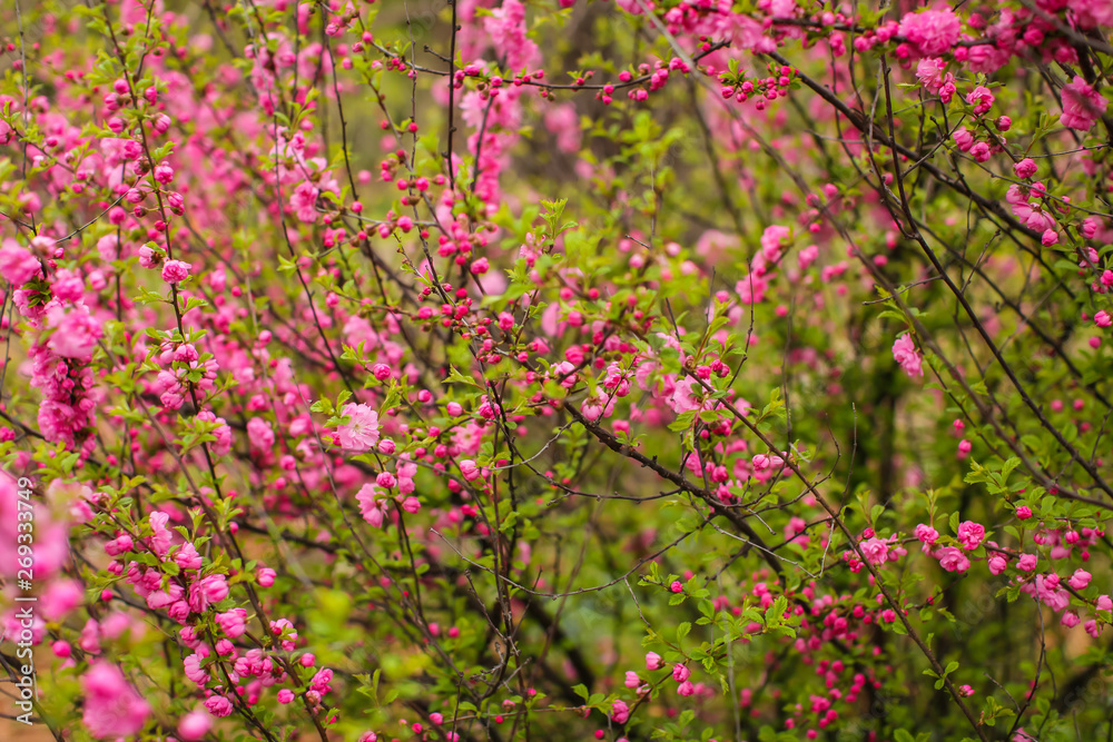 sakura, beautiful cherry blossom in springtime. Close up spring Pink cherry flowers background. sakura, beautiful cherry blossom in springtime. Close up spring Pink cherry flowers background.
