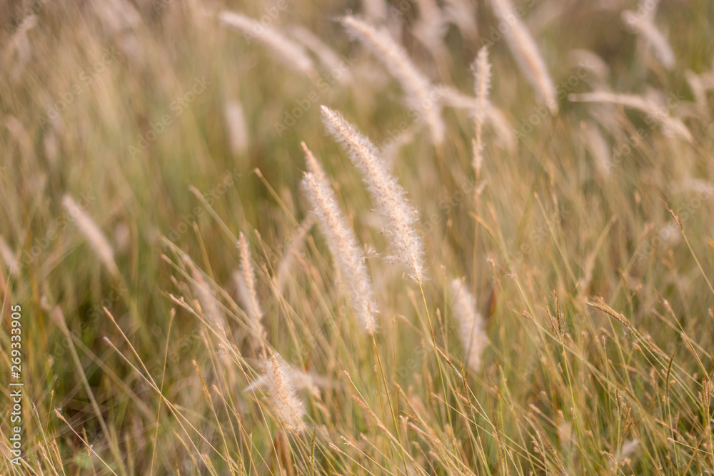 Fototapeta premium Flowers, weeds or flower meadows 