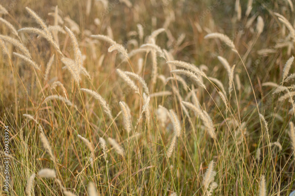 Fototapeta premium Flowers, weeds or flower meadows