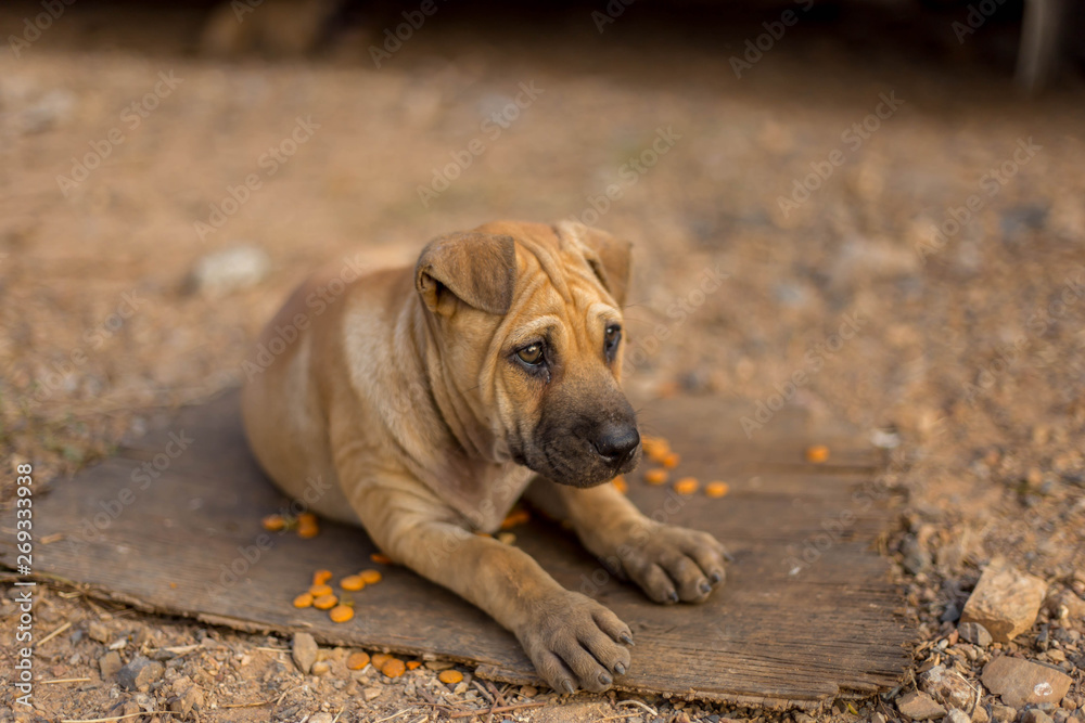 Obraz premium Thai brown puppies 