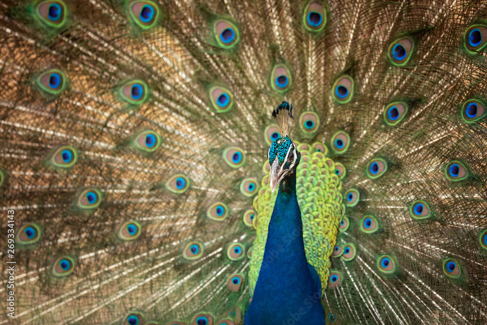 Fototapeta premium Peacock flaunting its tail. Close up portrait of an adult male peacock showing his feathers