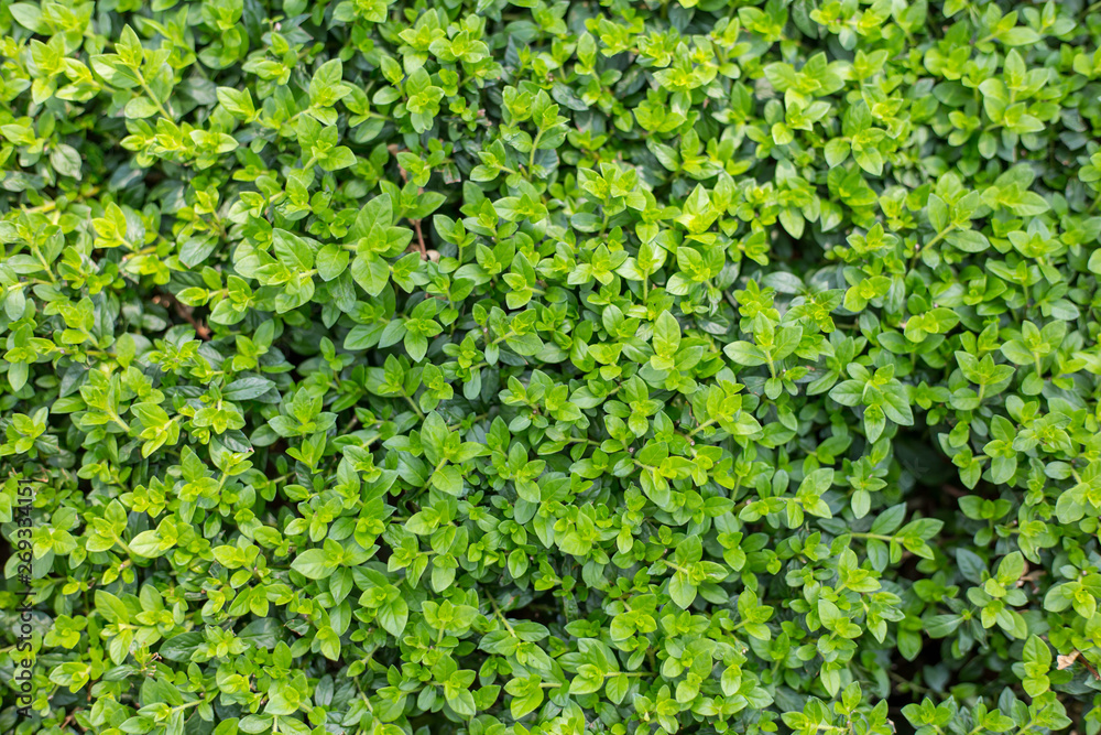 The green leaves are Siamese rough shrubs, and another name is the shrub, because in ancient times, people in Thailand used it instead of toothbrushes, top view pictures. The green leaves are Siamese rough shrubs, and another name is the shrub, because in ancient times, people in Thailand used it instead of toothbrushes, top view pictures.