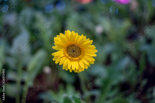 Close-up of yellow chrysanthemum, blurred background