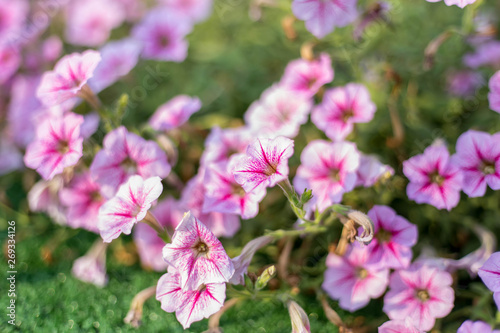 pink petunias ,colorful petunia flower (Petunia hybrida) in the garden  © Sek