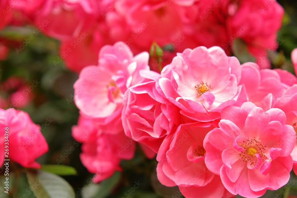 ピンク色の薔薇の花	