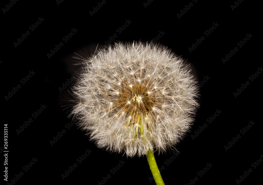 flower isolated on black background flower isolated on black background