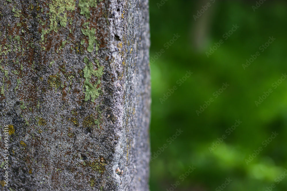 moss-covered pillar moss-covered pillar