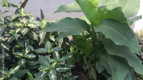 green leaves of plant