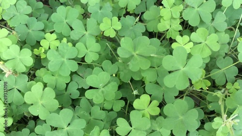 green clover leaves beautiful background