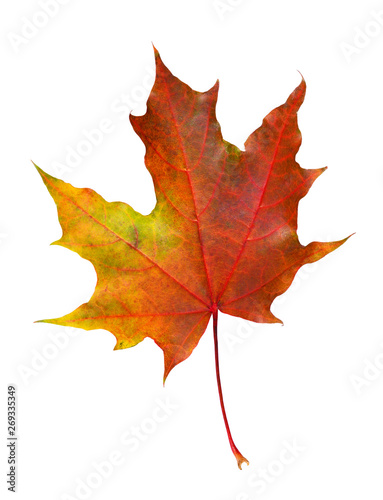 Closeup of colorful autumn maple leaf