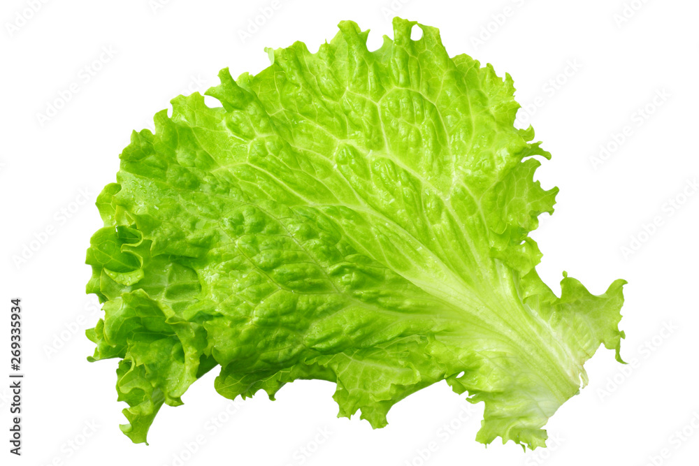 one salad leaf isolated on a white background one salad leaf isolated on a white background