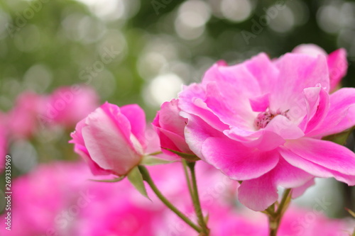 ピンク色の薔薇の花 とつぼみ