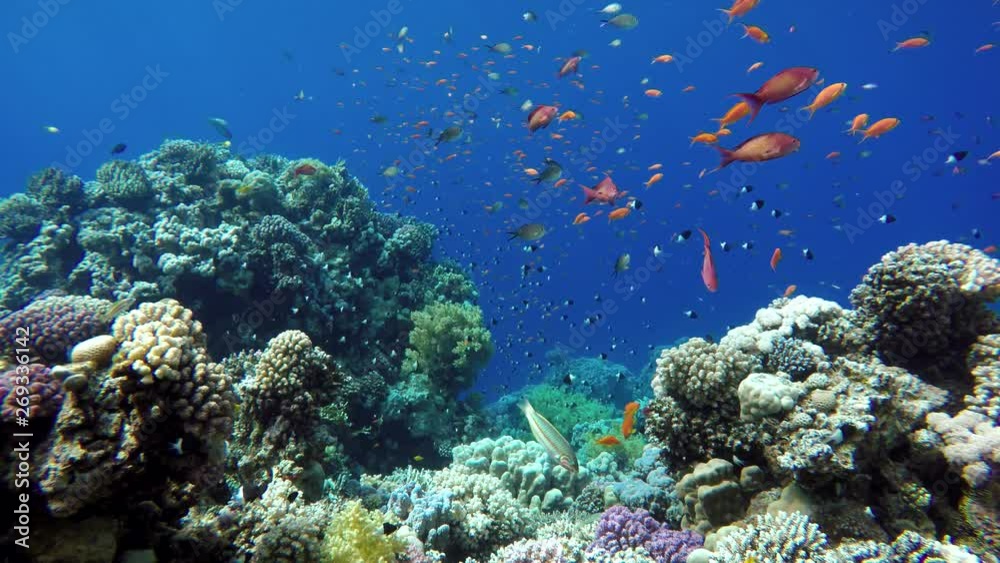 Life in the ocean. Tropical fish and coral reefs. Beautiful corals. Life in the ocean. Tropical fish and coral reefs. Beautiful corals.