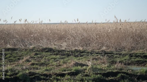 Dried Russian field overgrown with weeds, neglected, abandoned tillage space
