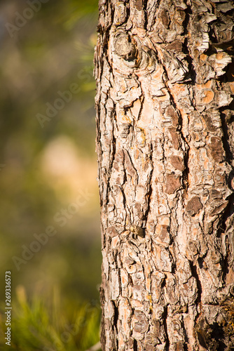 Fototapeta Naklejka Na Ścianę i Meble -  Tree bark closeup