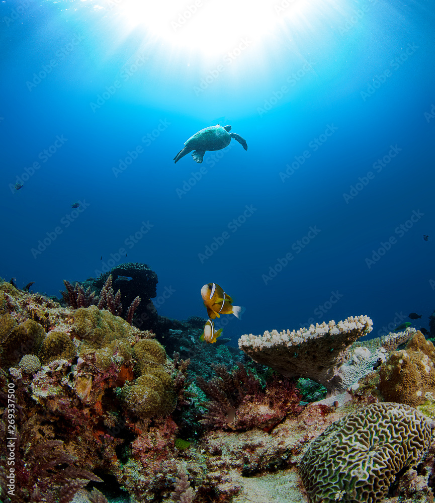 Fototapeta premium Clarki clown fish with turtle