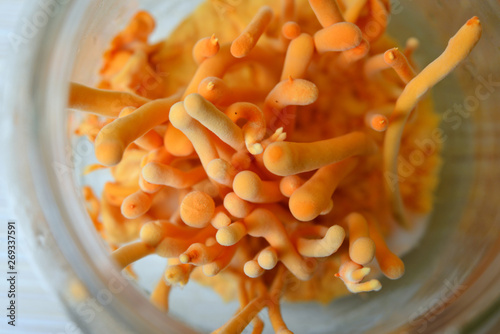 Ophiocordyceps sinensis, Cordyceps militaris in Glass bottles within light and temperature control room. Chinese medicine.