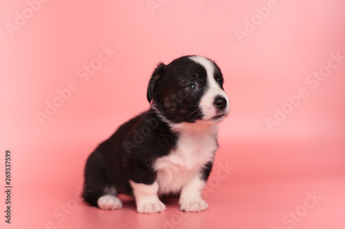 cute small dog puppy welsh corgi cardigan looking at the camera on pink background