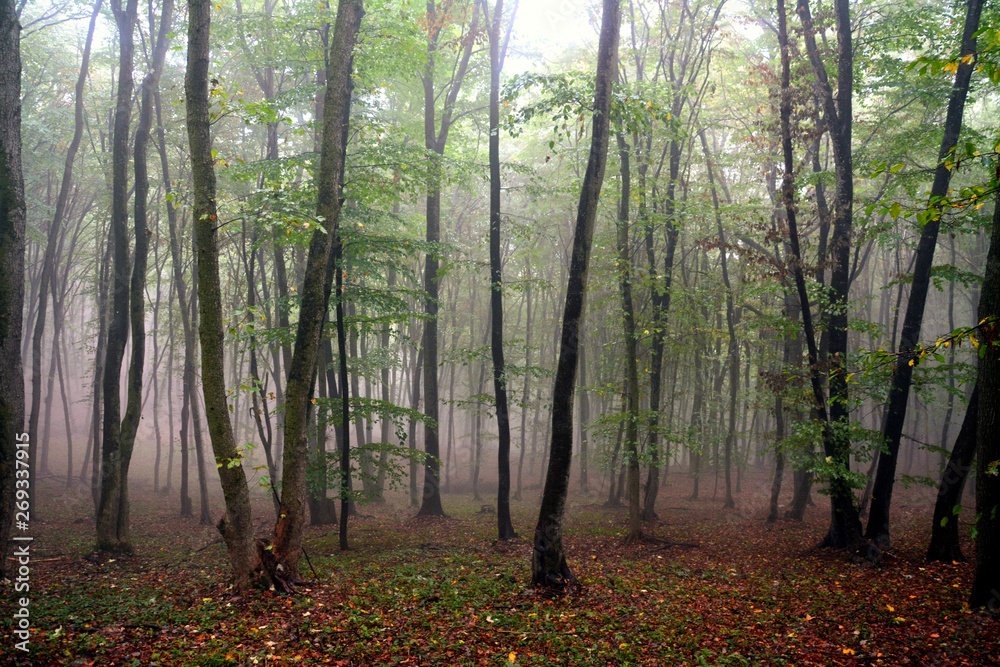 Naklejka premium fog in the forest