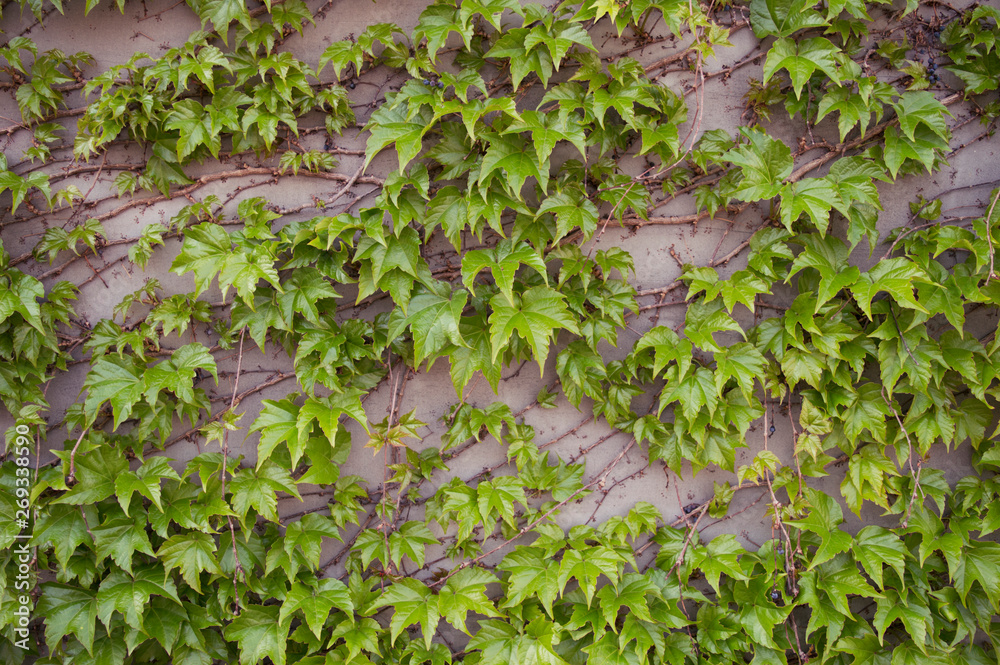 Background with green ivy leaves and small tiny black berries. Wooden branches on the wall of light color