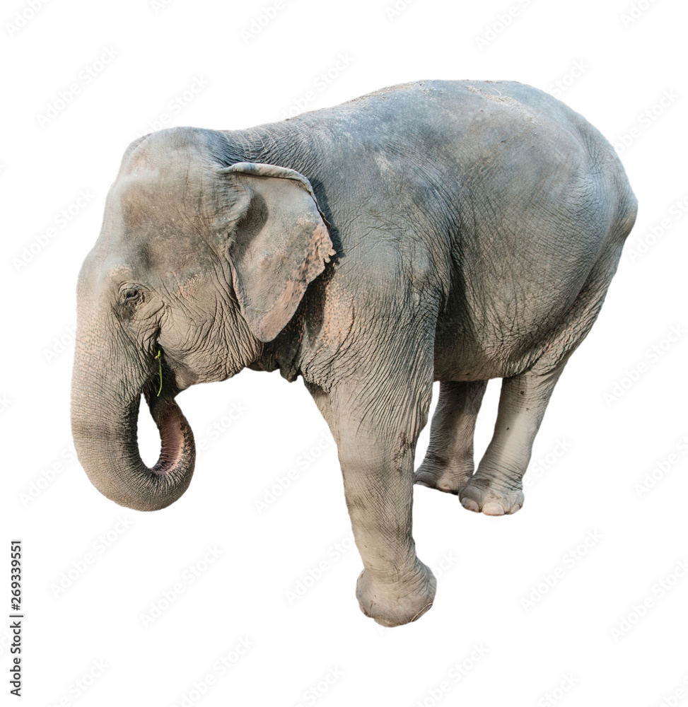 Obraz premium Elephant on a white background