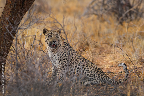 Leopard - Panthera pardus, beautiful iconic carnivore from African bushes, savannas and forests, Etosha National Park, Namibia.
