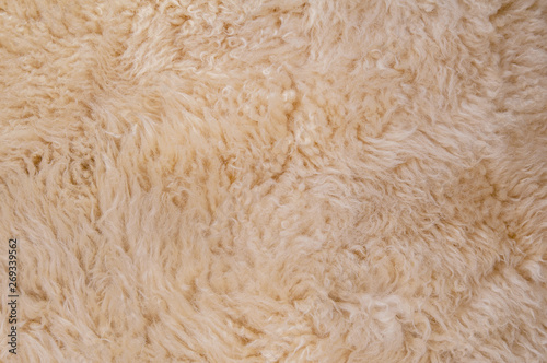 Sheep's wool. Sheep wool texture lamb background