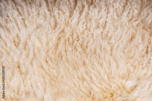 Sheep's wool. Sheep wool texture lamb background