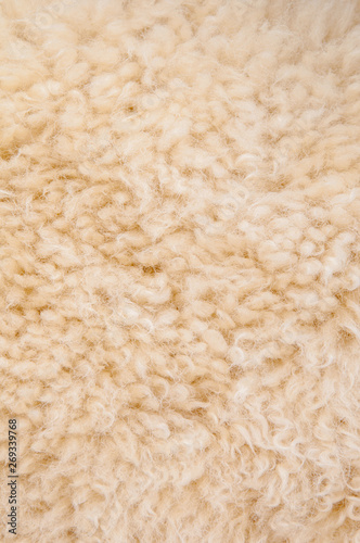 Sheep's wool. Sheep wool texture lamb background