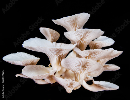 White beech mushrooms isolated on black background