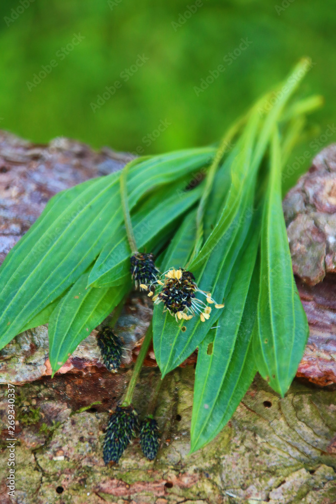 Fototapeta premium spitzwegerich Homöopathie wildkräuter