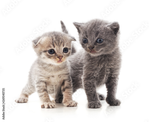 Two small kittens.