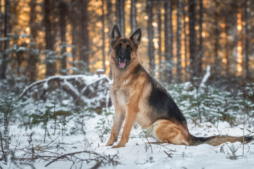 German shepherd in pine forest German shepherd in pine forest
