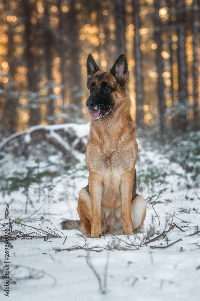 German shepherd in pine forest