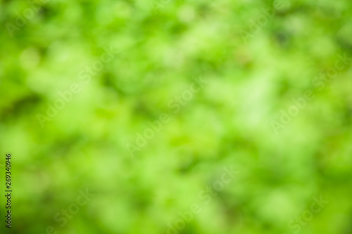 Green tree blurred background and sunlight with bokeh, spring season.