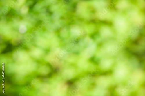 Green tree blurred background and sunlight with bokeh, spring season. © suthisak