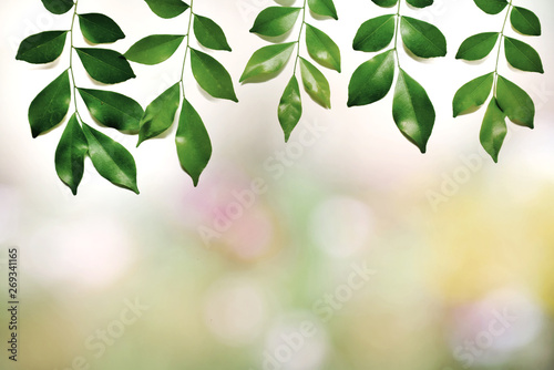 Abstract bokeh blur from nature with green leaves for background