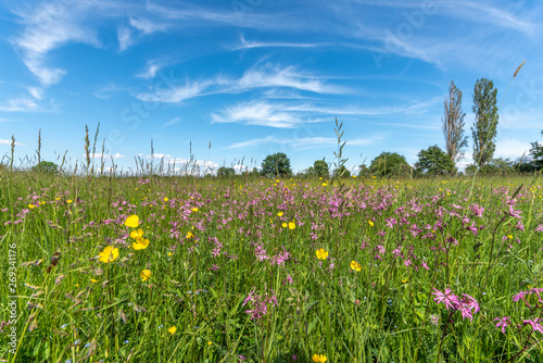 Prairie en fleur au printemps