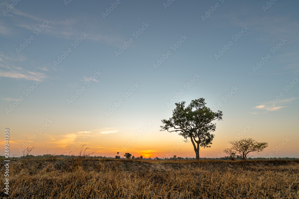 Golden beautiful Sunrise clear dry grass fields and  tree in the countryside at morning on quiet day