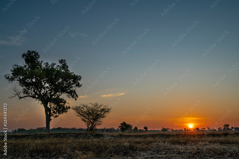 Golden beautiful Sunrise clear dry grass fields and  tree in the countryside at morning on quiet day
